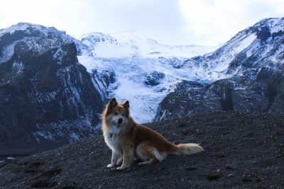 Dog on a Mountain