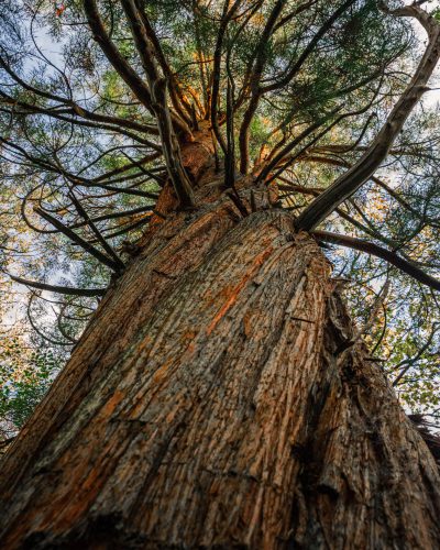 Sequoia Tree