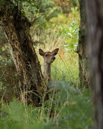 Deer at Arden Reserve